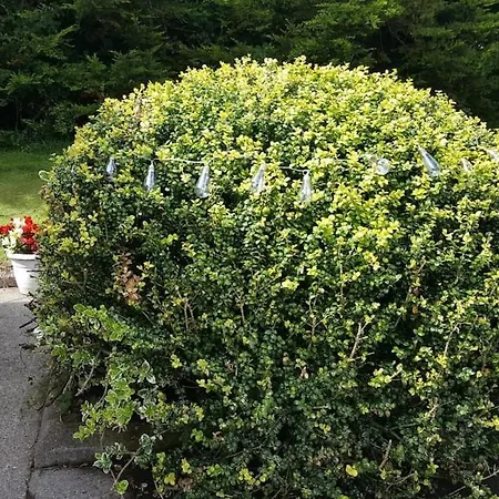 Semesterbostad Sunny South East *