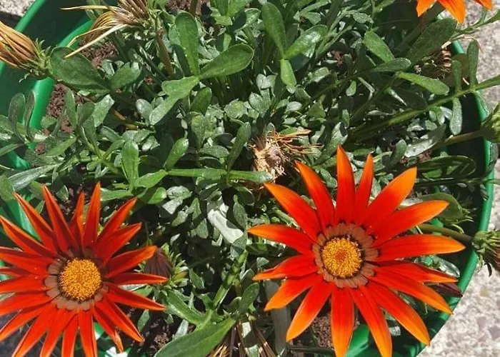 Vakantiehuis Sunny South East